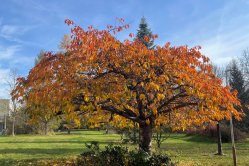 Obrázek galerie  16097