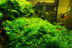 Obrázek galerie  16339