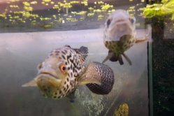 Obrázek galerie  16338