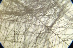 Obrázek galerie  16563