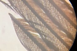 Obrázek galerie  16566