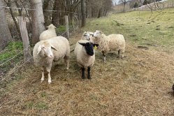 Obrázek galerie  16871