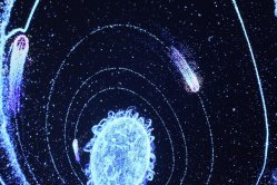 Obrázek galerie  16942