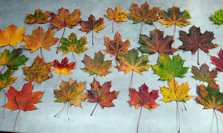 Podzimní chemický report